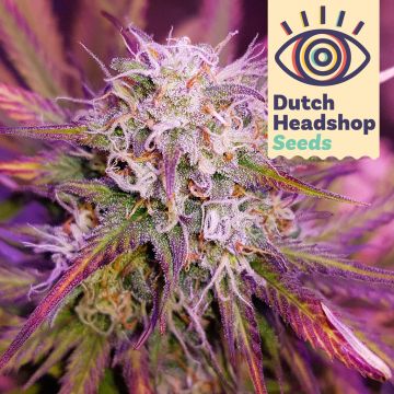 Auto Purple Kush (Private Label)