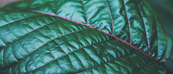 What is Kratom and what are its Effects?