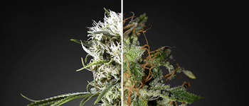 Indica vs. Sativa - Stoned or High? Which Effects can you expect from Cannabis?
