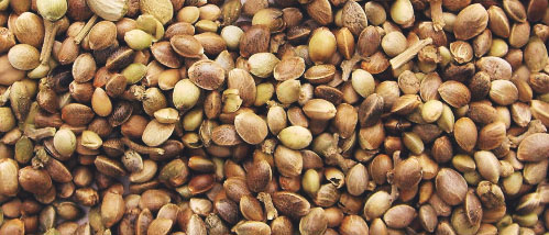 Why You Should Choose for Our Private Label Cannabis Seeds