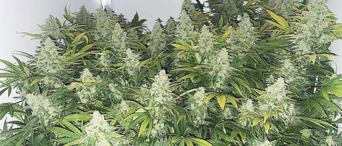 Grow Report: Wedding Cake Weed Indoor