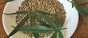 Buying Cannabis Seeds