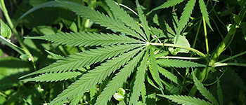 Smoking Pure Weed: Everything You Need to Know