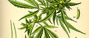 CBD seeds, the differences