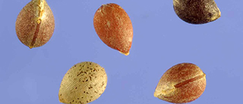 How long does it take to grow cannabis or marijuana?