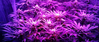 Top 5 marijuana seeds indoors