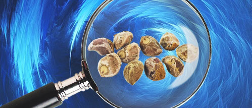 Microdosing Part 4 - LSA Seeds: The Natural LSD?