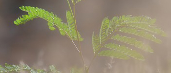 Which cannabis seeds are suitable for outdoor growing?