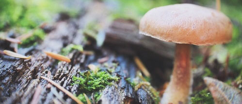 Shrooms and Magic Truffles: The Day After