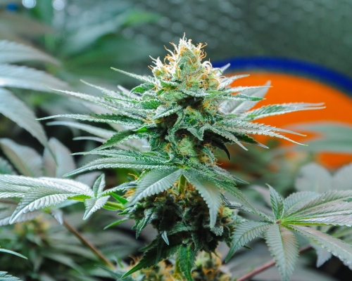 Amnesia Weed: All Strains & Information