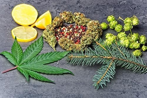 Effects of Weed: What can Weed Do to you?