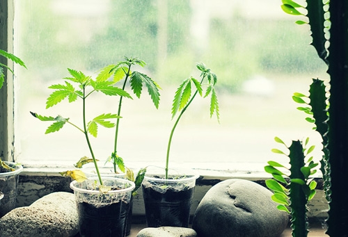 5 Tips for the growth of your cannabis plant