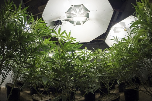 Weed under Grow Light - How strong should the lights be?