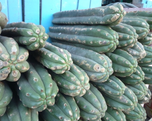 Mescaline Cacti - How do you use Peyote and San Pedro?