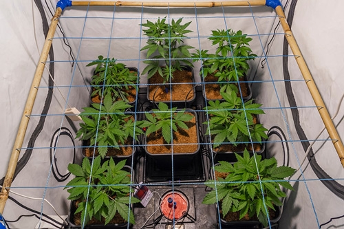 Easily Increase Yield with ScrOG - Screen of Green