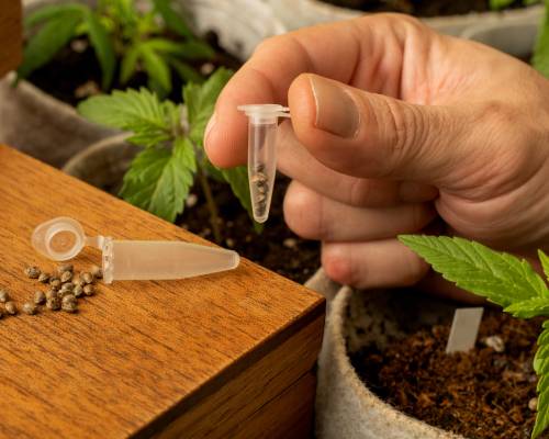 The 5 Best Cannabis Seeds for Medical Cannabis Growing
