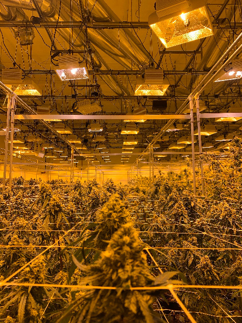 easy growing cannabis indoor