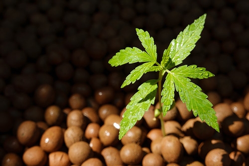 Hydro Growing for beginners: Rock wool, Coconut or Hydro granules?