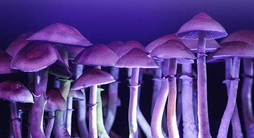 Can Blue Light Increase the Yield of Your Mushroom Grow Kit?