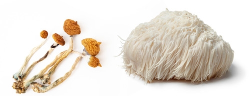 Magic Truffels Microdosing with Lion's Mane (Paul Stamets Stack)