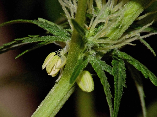 Hermaphrodite among my weed - What now?
