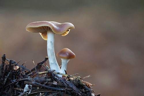 Compare the Strongest Magic Truffles and Mushrooms – Use this Selection Guide!