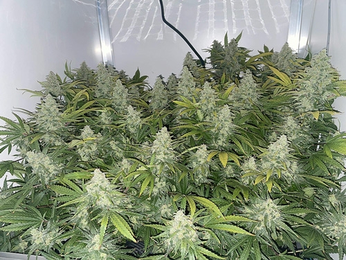 Grow Report: Wedding Cake Weed Indoor