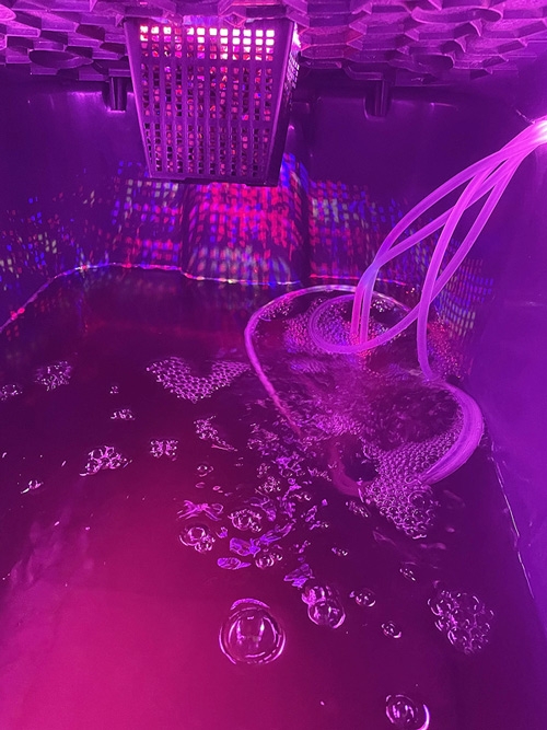 growing wedding cake weed