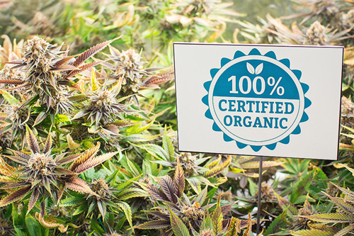 Growing Organic Weed for Beginners in 7 Steps