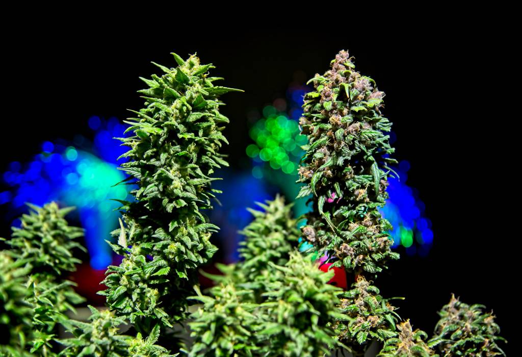 Explanation about Phenotypes in Cannabis Plants