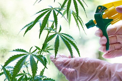 The Secret Behind Feminized Seeds