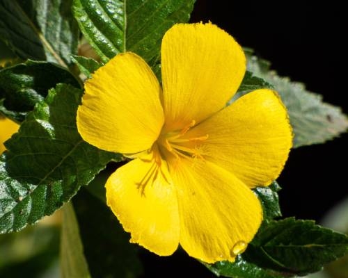 Damiana Tea or Herb: Effects & Experiences