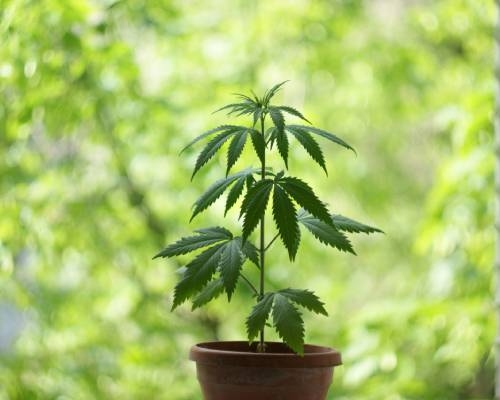 The Best Autoflower Strains