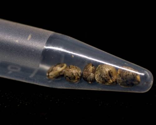 Choosing the Best Cannabis Seeds