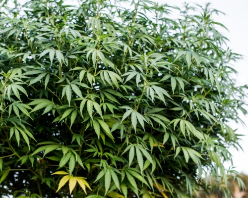 The Best Indica Strains to Grow Yourself