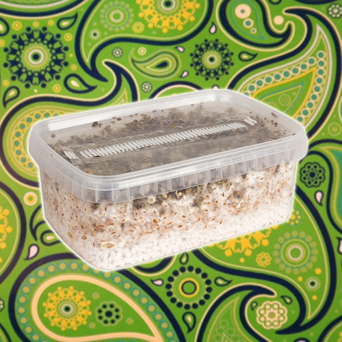Magic Mushroom Grow-Kit: Cultivate Your Own Shrooms in 10 Easy Steps!