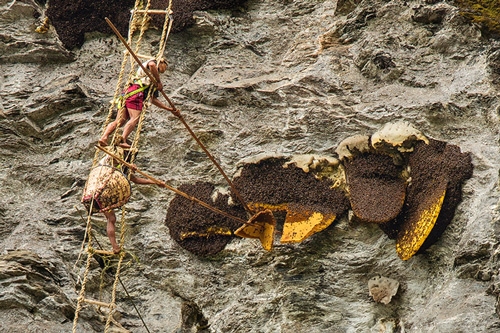Mad Honey Beekeeper Risks Life for Honey Hallucinations