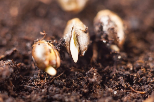 Cannabis Seeds - 25 frequently asked questions about cannabis