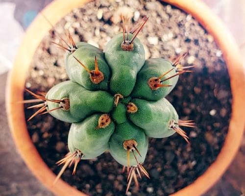 Growing San Pedro Cactus: Germinating Seeds & Growing