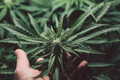 Must-Try Cannabis Sativa Strains