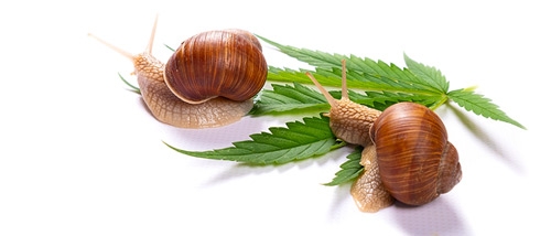 Fighting snails on your weed plant