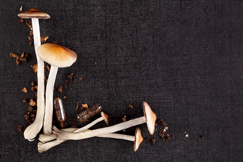 How to Dry Magic Truffles