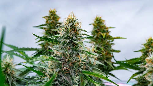 How to Flush Cannabis - When to Stop Plant Fertilizer for Superb Weed?