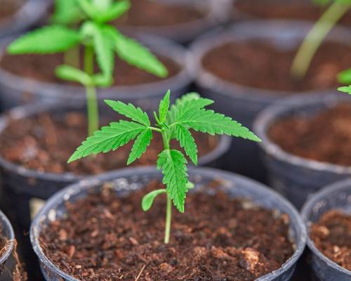 cannabis seedling
