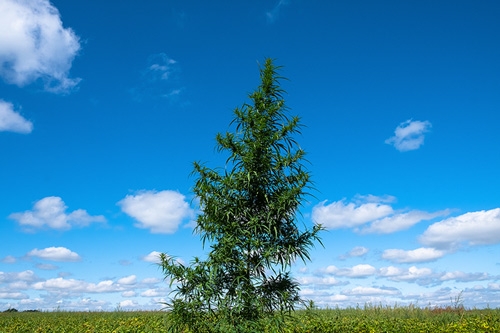 7 Tips for Growing a Cannabis Tree in the Garden