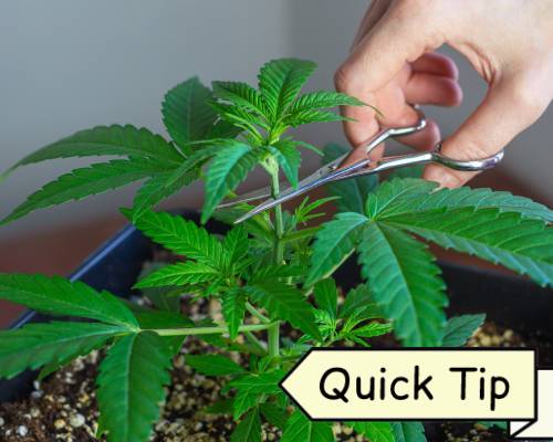 topping cannabis