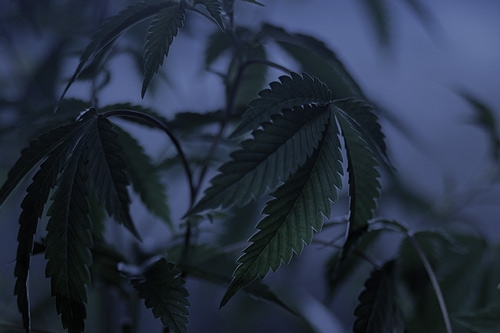 Darken Cannabis - Accelerate and Improve Cannabis Flowering Stage