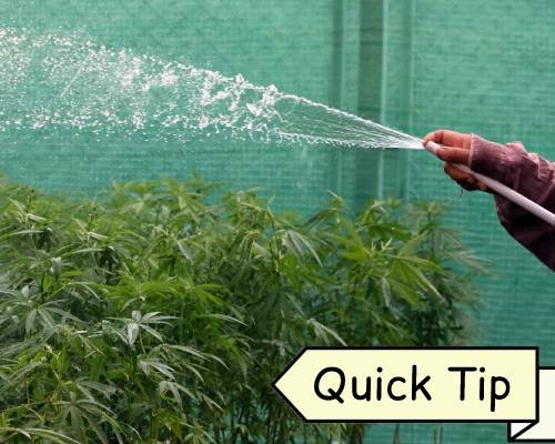 Watering Cannabis | Quick Tip